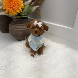 Havarti - FBB Toy Goldendoodle Puppy - Litter --_