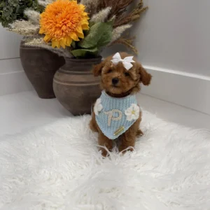 Havarti - FBB Toy Goldendoodle Puppy - Litter --_