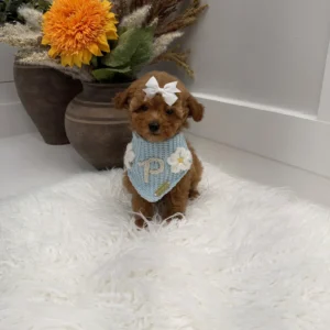 Havarti - FBB Toy Goldendoodle Puppy - Litter --_
