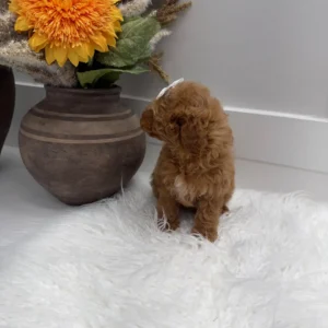Havarti - FBB Toy Goldendoodle Puppy - Litter --_
