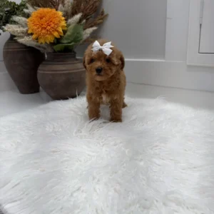 Havarti - FBB Toy Goldendoodle Puppy - Litter --_