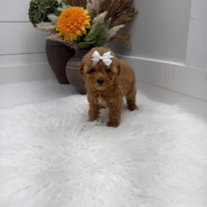 Havarti - FBB Toy Goldendoodle Puppy - Litter --_