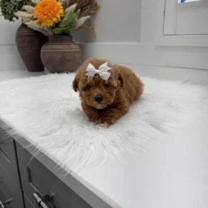 Havarti - FBB Toy Goldendoodle Puppy - Litter --_