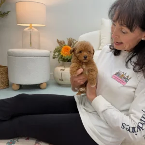 Havarti - FBB Toy Goldendoodle Puppy - Litter --_