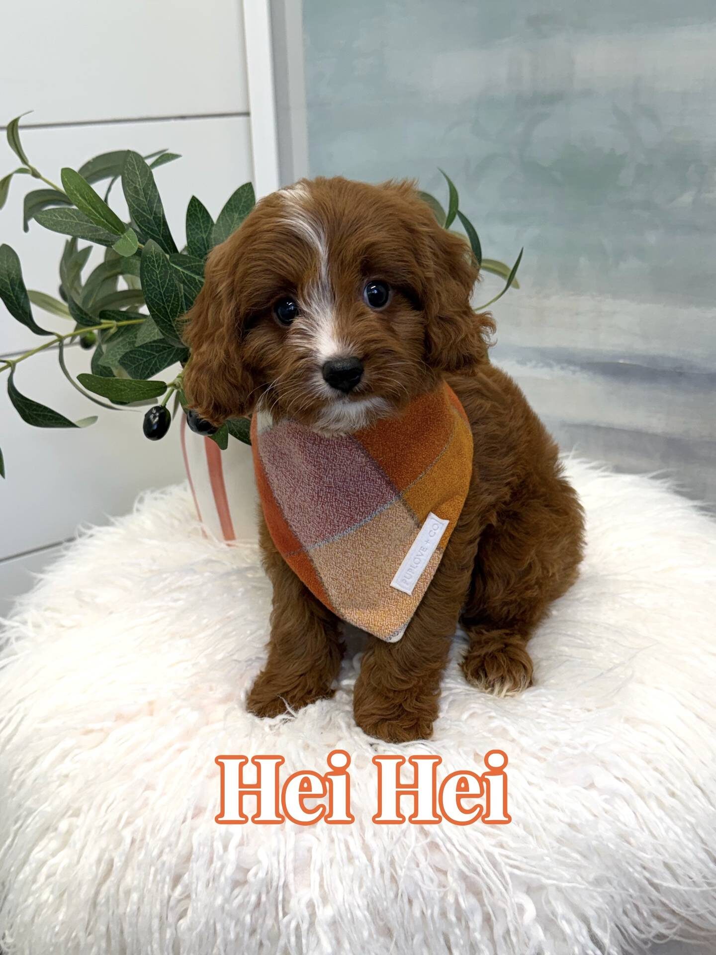 Hei Hei - F Cavapoo Puppy - BPPP Litter --_