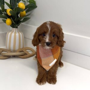 Hei Hei - F Cavapoo Puppy - BPPP Litter --_