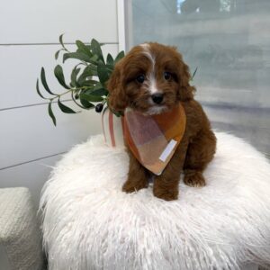 Hei Hei - F Cavapoo Puppy - BPPP Litter --_