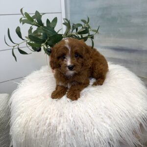 Hei Hei - F Cavapoo Puppy - BPPP Litter --_