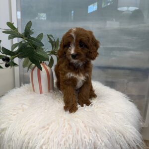 Hei Hei - F Cavapoo Puppy - BPPP Litter --_