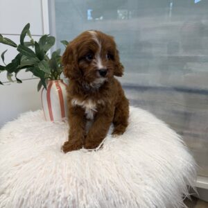 Hei Hei - F Cavapoo Puppy - BPPP Litter --_