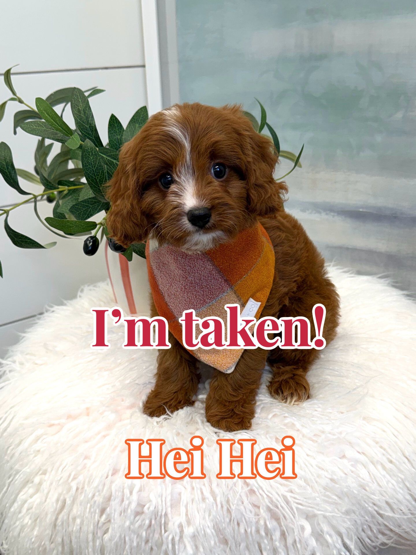 Hei Hei - F Cavapoo Puppy - BPPP Litter --_Forever Home in Miami- FL