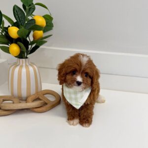 Hershey - F Cavapoo Puppy - BPPP Litter --_