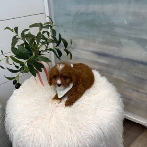 Hershey - F Cavapoo Puppy - BPPP Litter --_