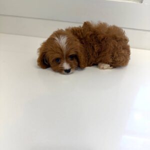 Hershey - F Cavapoo Puppy - BPPP Litter --_