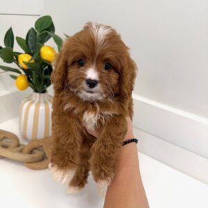 Hershey - F Cavapoo Puppy - BPPP Litter --_