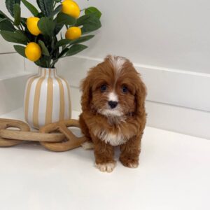 Hershey - F Cavapoo Puppy - BPPP Litter --_