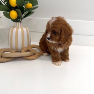 Hershey - F Cavapoo Puppy - BPPP Litter --_