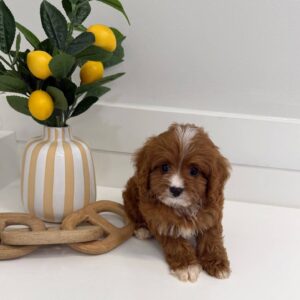 Hershey - F Cavapoo Puppy - BPPP Litter --_