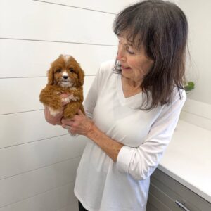 Hershey - F Cavapoo Puppy - BPPP Litter --_