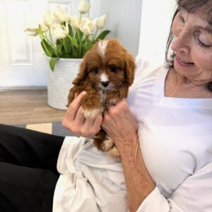 Hershey - F Cavapoo Puppy - BPPP Litter --_