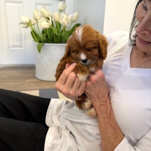 Hershey - F Cavapoo Puppy - BPPP Litter --_