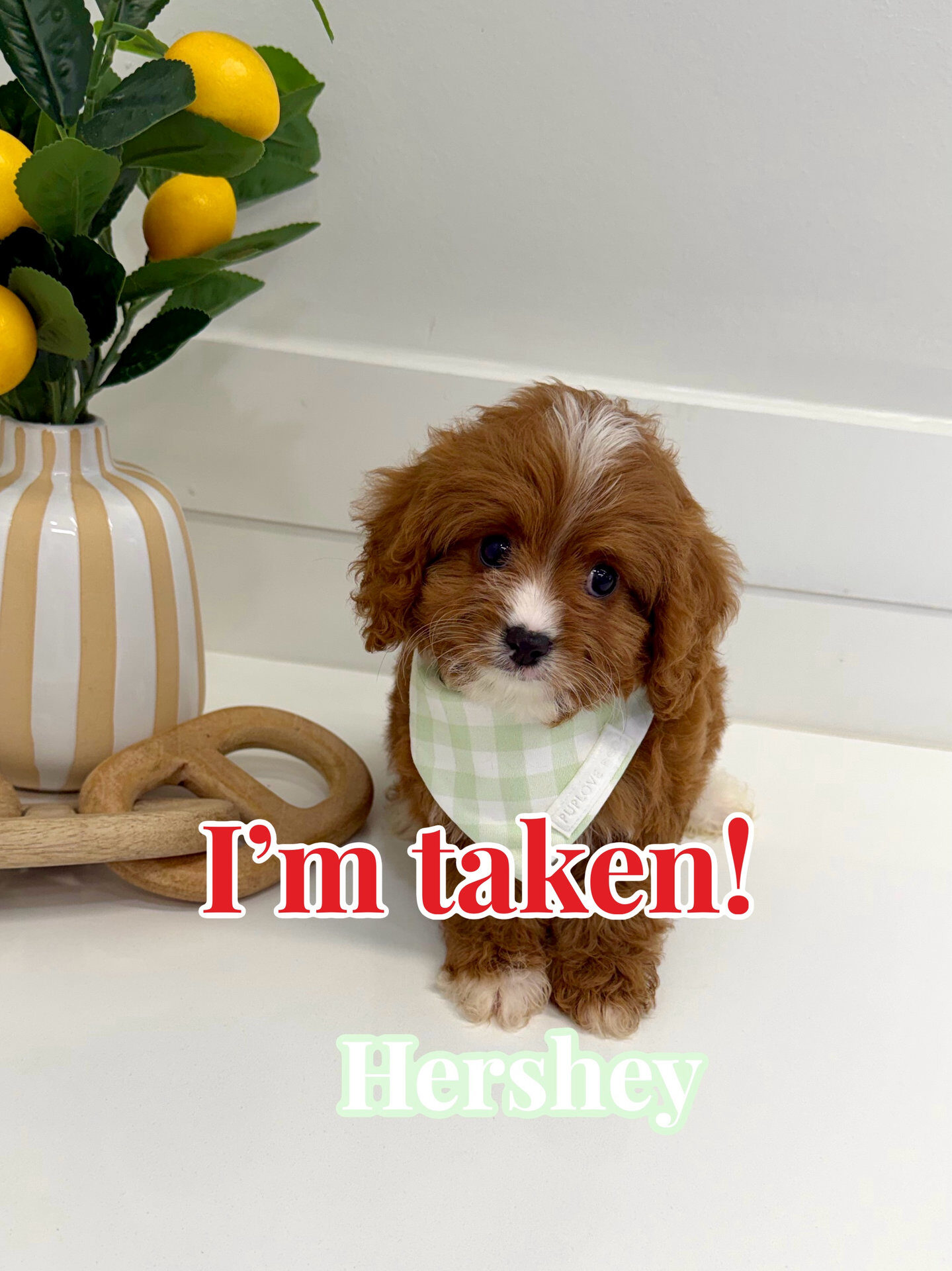 Hershey - F Cavapoo Puppy - BPPP Litter --_Forever Home in Miami Beach- FL