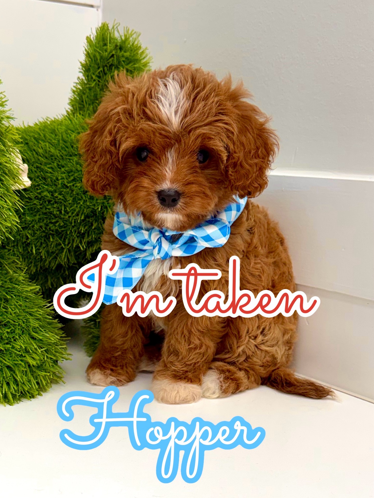 Hopper - F Cavapoo Puppy - BPPP Litter -- - Forever Home in Dallas- TX