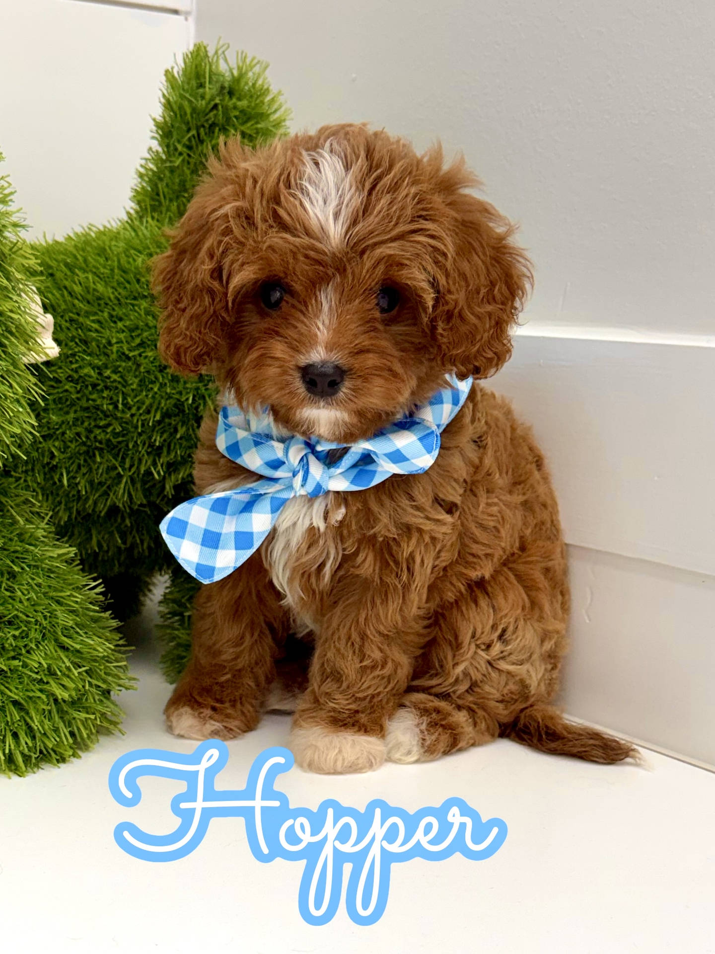 Hopper - F Cavapoo Puppy - BPPP Litter --_