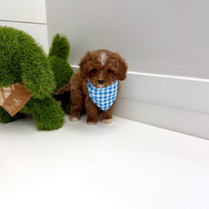 Hopper - F Cavapoo Puppy - BPPP Litter --_