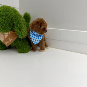 Hopper - F Cavapoo Puppy - BPPP Litter --_