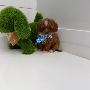 Hopper - F Cavapoo Puppy - BPPP Litter --_