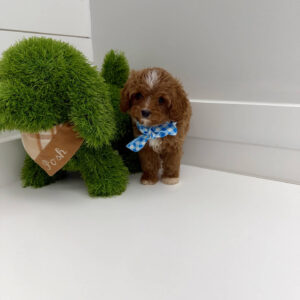 Hopper - F Cavapoo Puppy - BPPP Litter --_