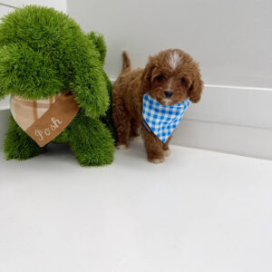 Hopper - F Cavapoo Puppy - BPPP Litter --_