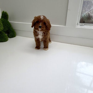 Hopper - F Cavapoo Puppy - BPPP Litter --_