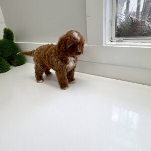 Hopper - F Cavapoo Puppy - BPPP Litter --_