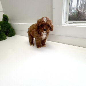 Hopper - F Cavapoo Puppy - BPPP Litter --_