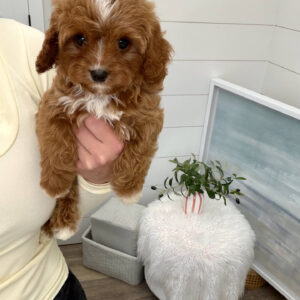 Hopper - F Cavapoo Puppy - BPPP Litter --_