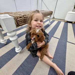 Hopper - F Cavapoo Puppy - BPPP Litter --_