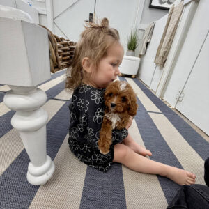 Hopper - F Cavapoo Puppy - BPPP Litter --_