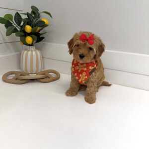 Hopps - FB Cavapoo Puppy - BPPP Litter --_