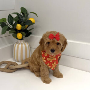 Hopps - FB Cavapoo Puppy - BPPP Litter --_