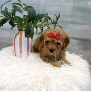 Hopps - FB Cavapoo Puppy - BPPP Litter --_