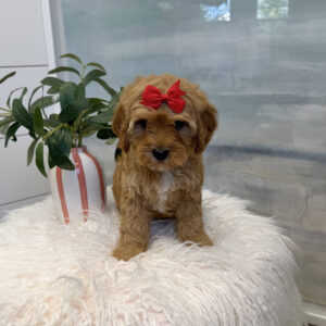 Hopps - FB Cavapoo Puppy - BPPP Litter --_