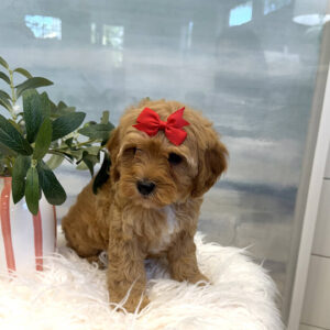 Hopps - FB Cavapoo Puppy - BPPP Litter --_