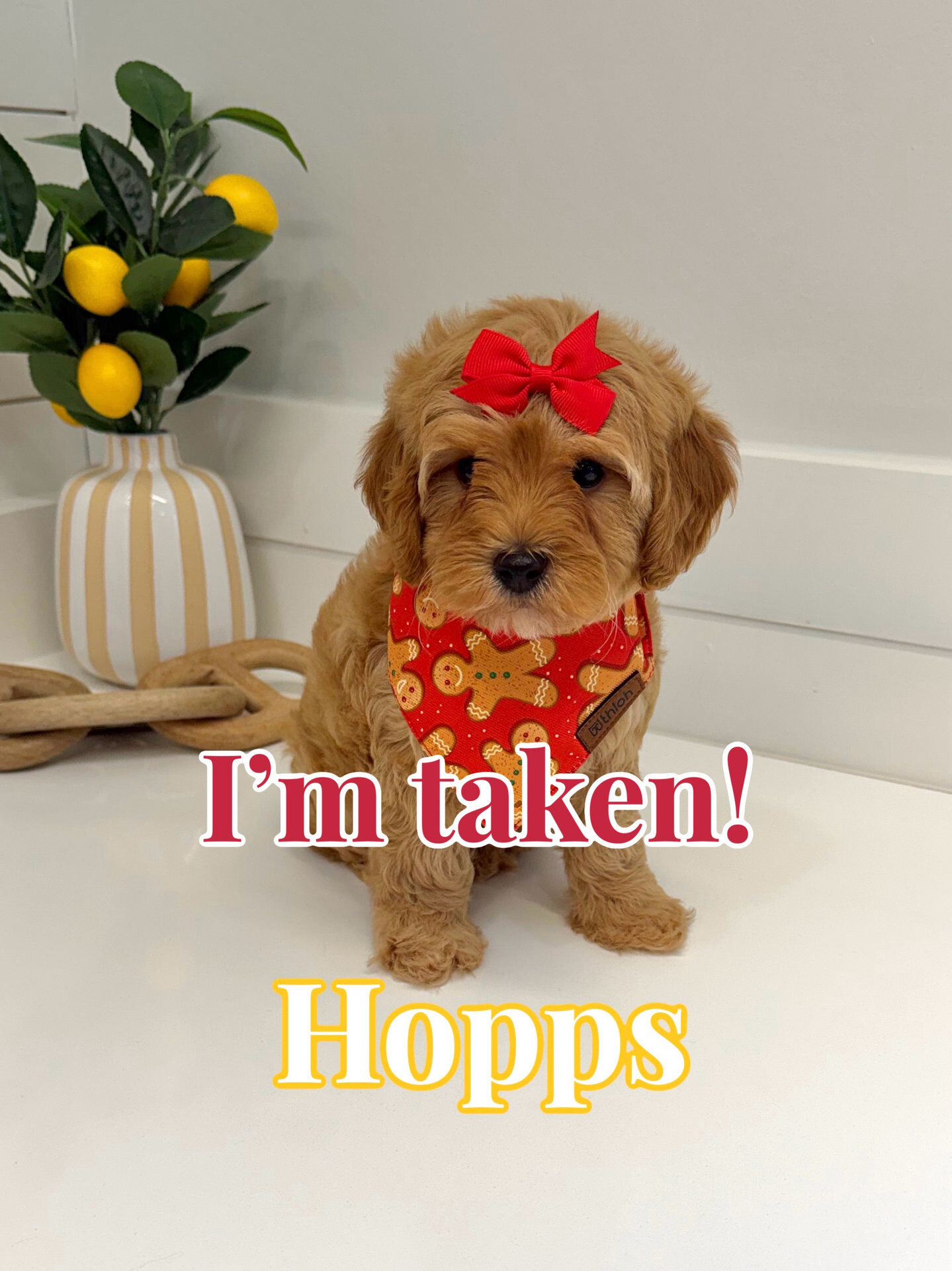 Hopps - FB Cavapoo Puppy - BPPP Litter --_Forever Home in Bogart- Ga