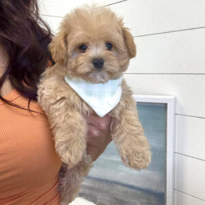 Hulk - F Maltipoo Puppy - BPPP Litter --_