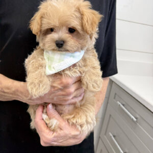 Hulk - F Maltipoo Puppy - BPPP Litter --_