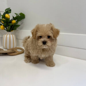 Hulk - F Maltipoo Puppy - BPPP Litter --_