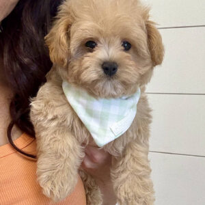 Hulk - F Maltipoo Puppy - BPPP Litter --_
