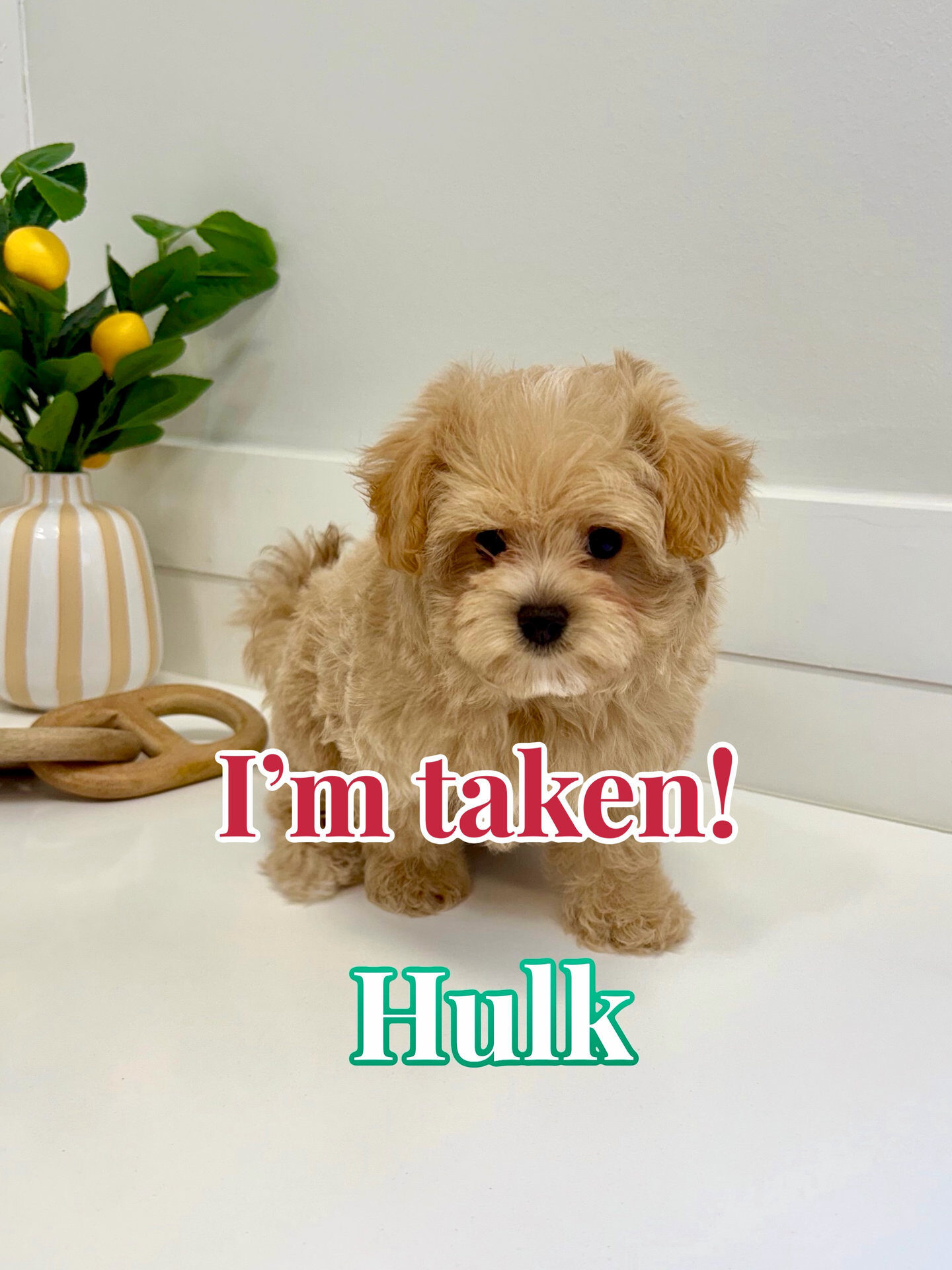 Hulk - F Maltipoo Puppy - BPPP Litter --_Forever Home in Johns Creek- GA